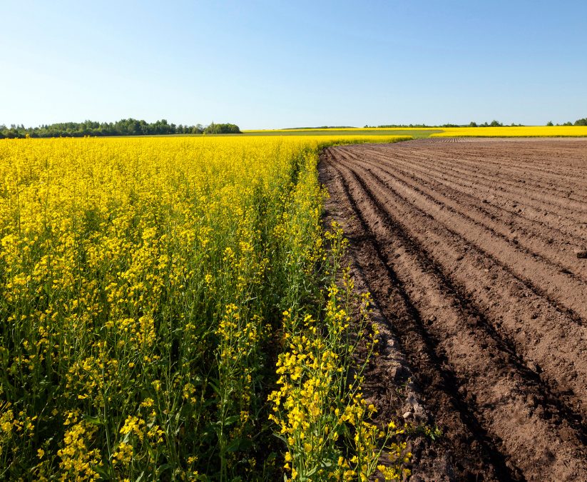 Finca Productos Agrícolas en La Vera Extremadura
